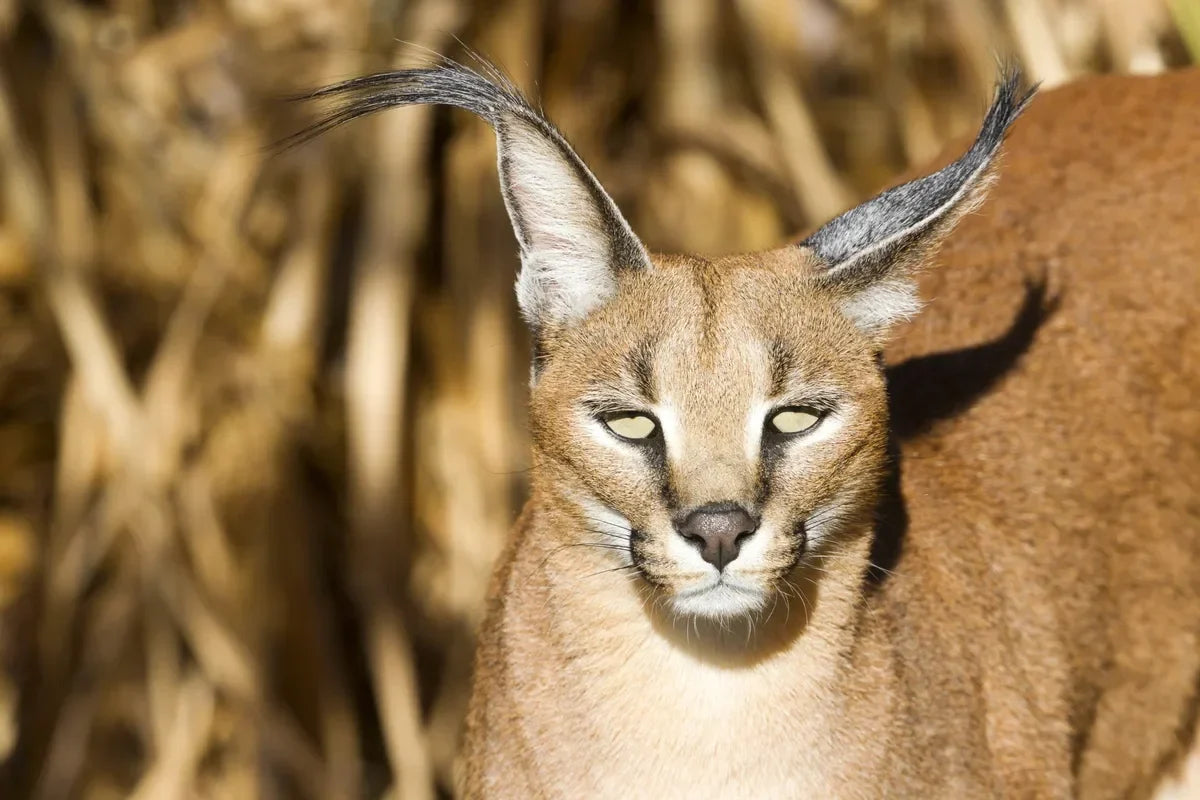 Egyptian caracal in the wild, the symbol behind QAIROX premium streetwear brand